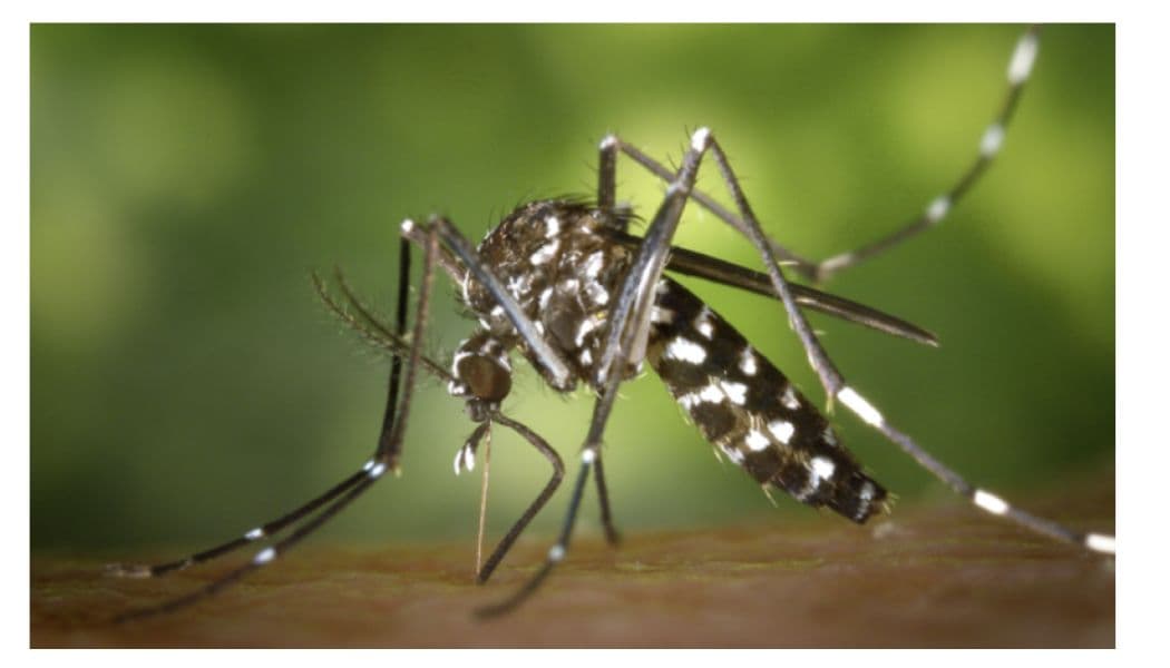 Residents of the Changwame area, Mombasa County, have been left in fear after a mysterious disease claimed the lives of at least four people in a span of one week.