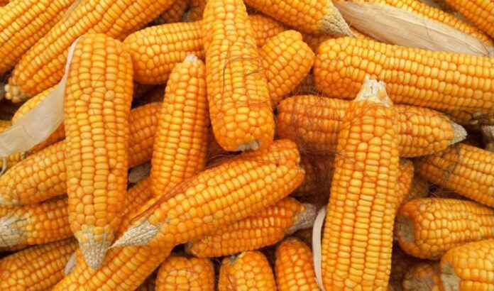 Ruto in bid to thwart ban on importation of GMOs