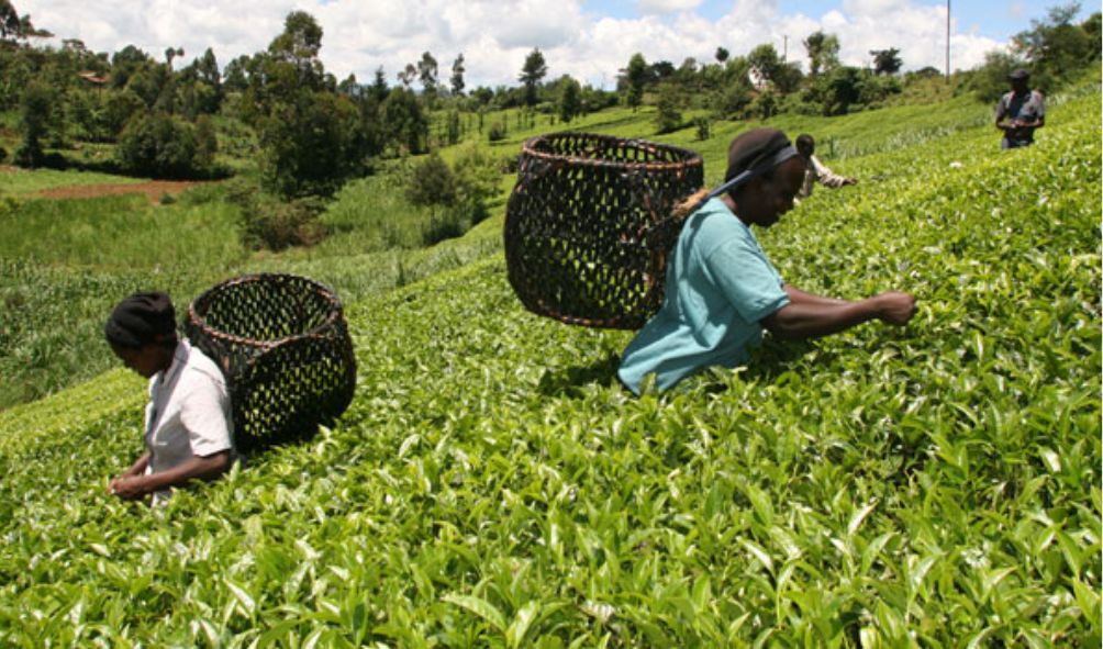 UK responds to sexual harassment of workers in Kenyan tea farms