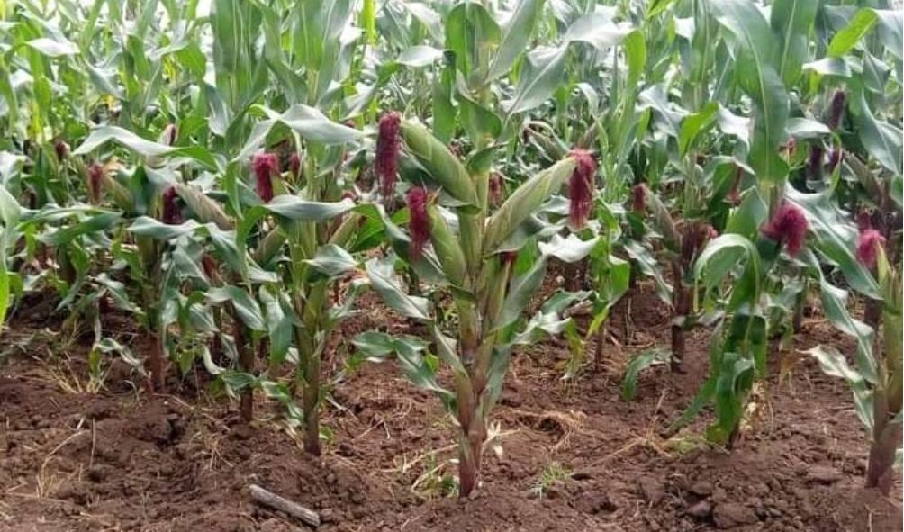 Zambia offers Kenyan government land to grow maize