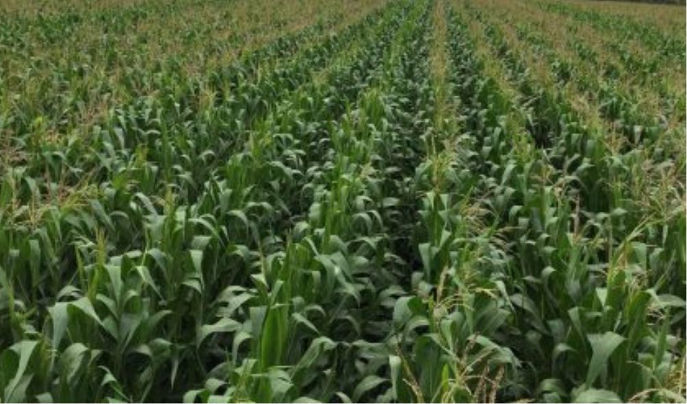 Government lifts ban on maize growing in forests