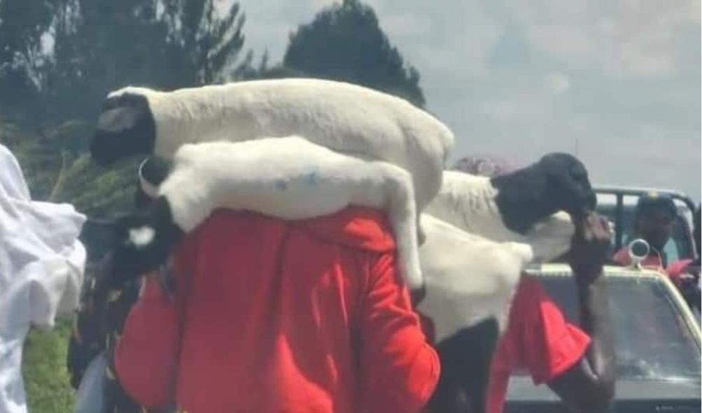 Northlands raiders silently return Kenyatta family sheep