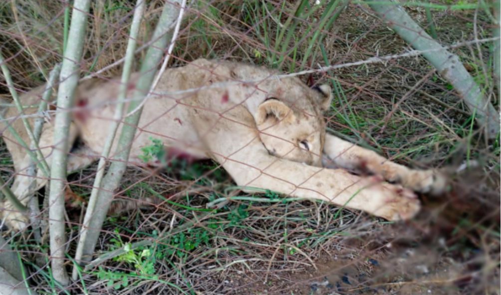 Irate herders kill six lions from Amboseli national park