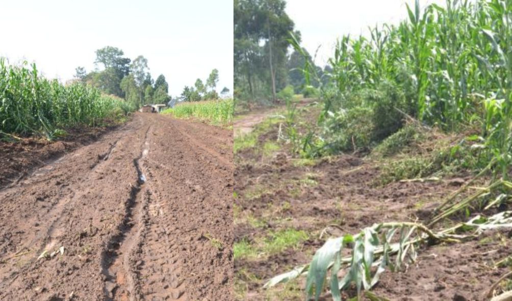 Farmers protest after govt destroys maize worth millions without notice amid harsh times