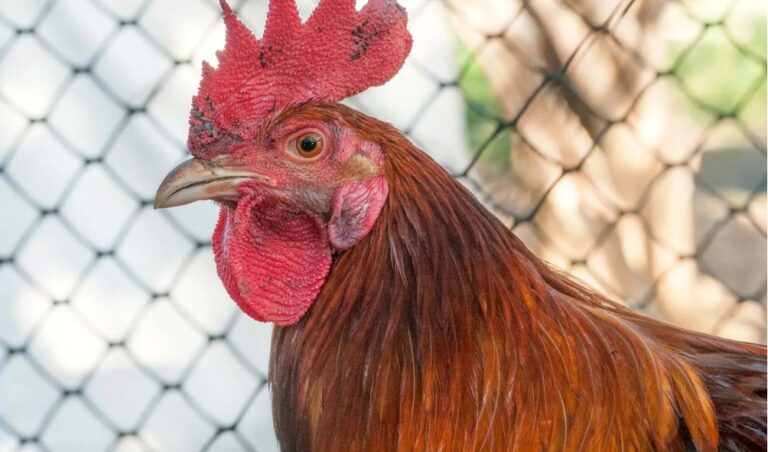 Man commits suicide after wife refuses to cook him chicken