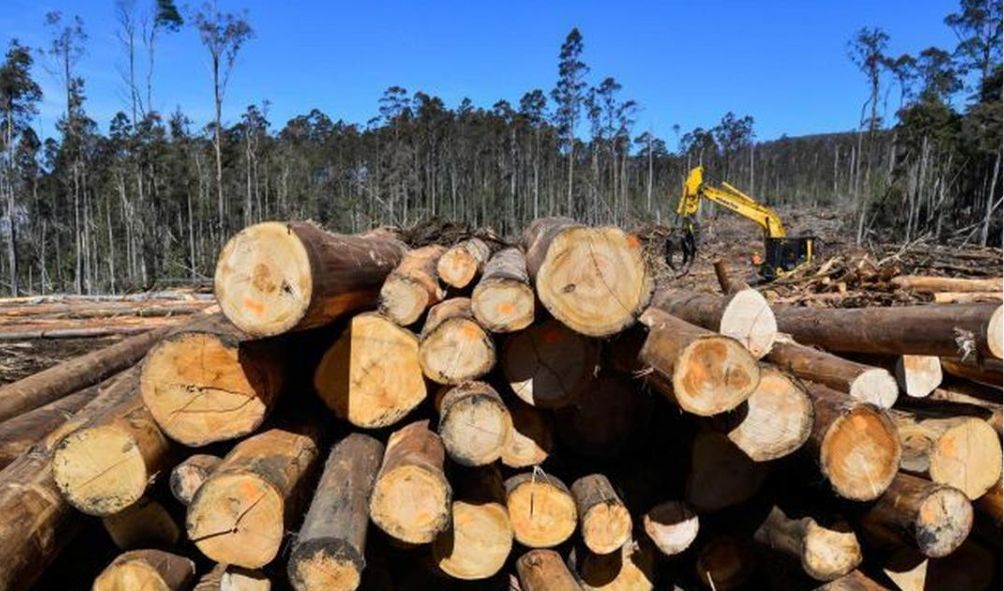 Ruto defends lift on six-year logging ban despite environmental concerns