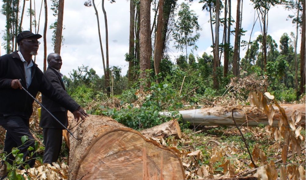 Blow to Ruto as court suspends his logging directive