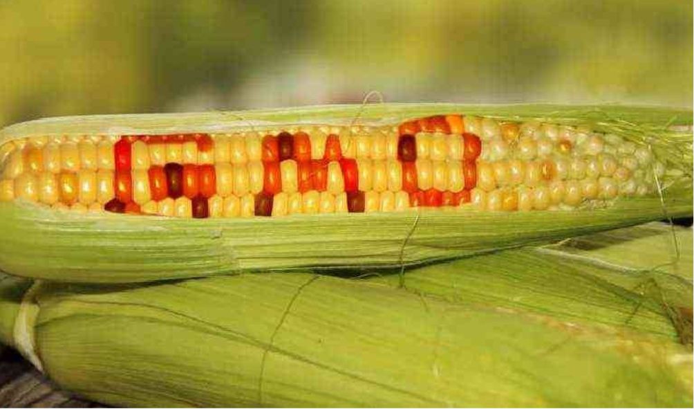 Court in landmark ruling allows importation of GMO in Kenya