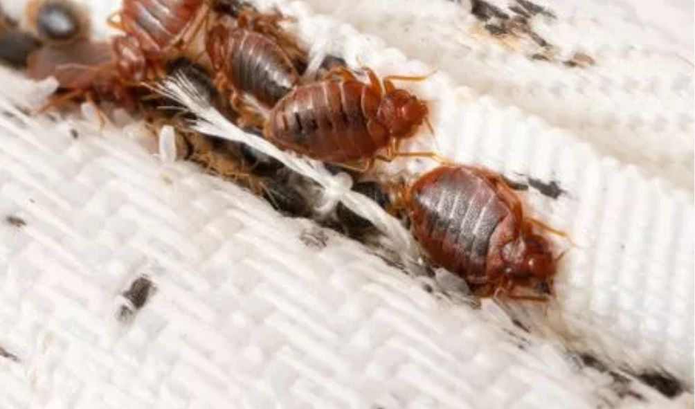 SEVEN schools forced to close over bedbug manace