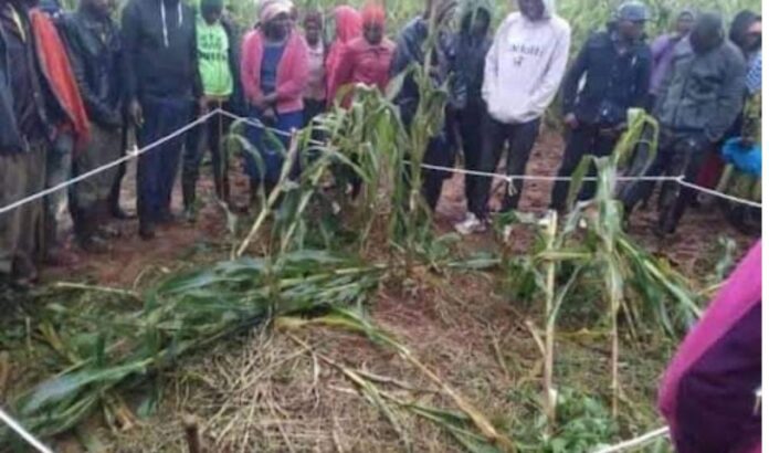 Mystery over FOUR bullet-riddled bodies found in KDF maize plantation