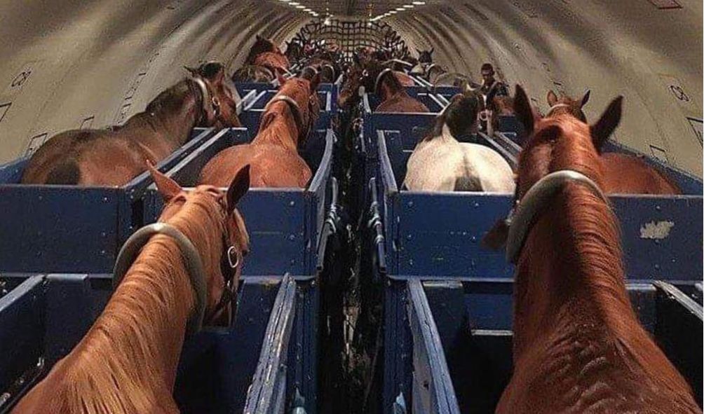 Boeing 747 forced to return after horse escapes while airborne