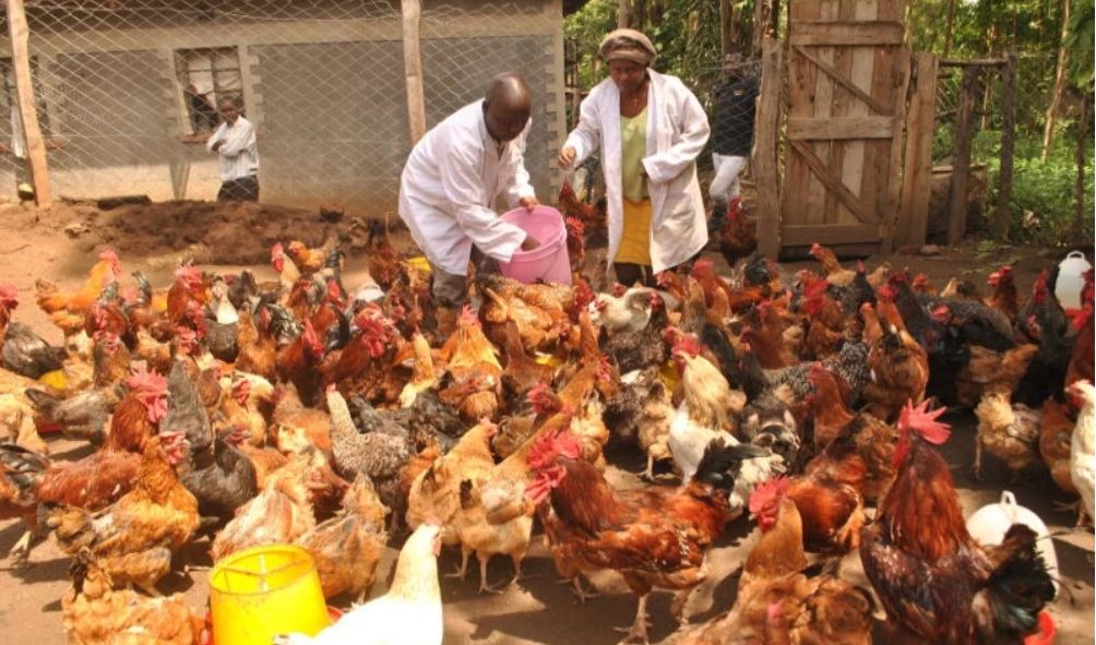 Farmers in poultry face Ksh 500K fine and Jail term in new regulations