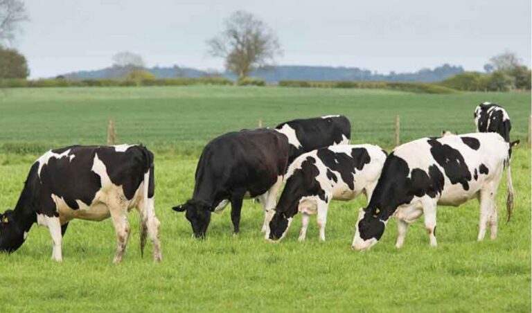 Uproar over government proposal to fine Kenyans Ksh 500000 for rearing domestic animals without licence