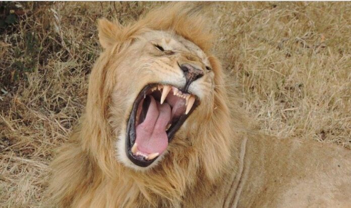 Man mauled to death by lion at Game Park