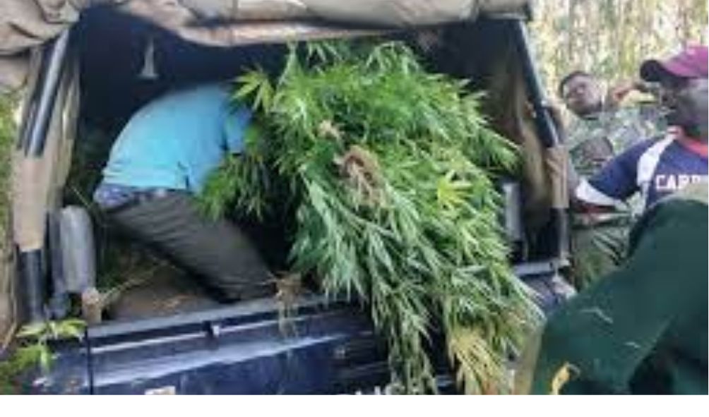 Police destroy over 40 acres of bhang in Homa Bay
