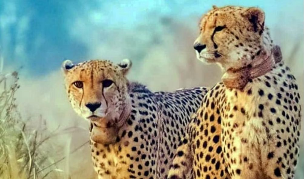 Inside Kenyan plan to send Cheetahs to India