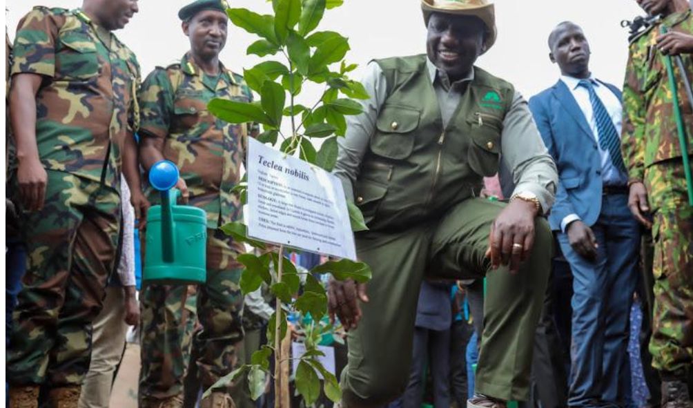 Government declares Friday, May 10 a public holiday to honour flood victims through tree planting