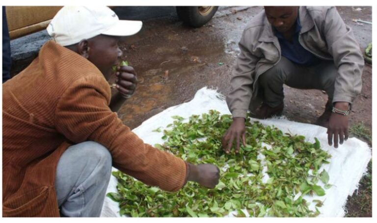 Mombasa County bans the use and sale of muguka