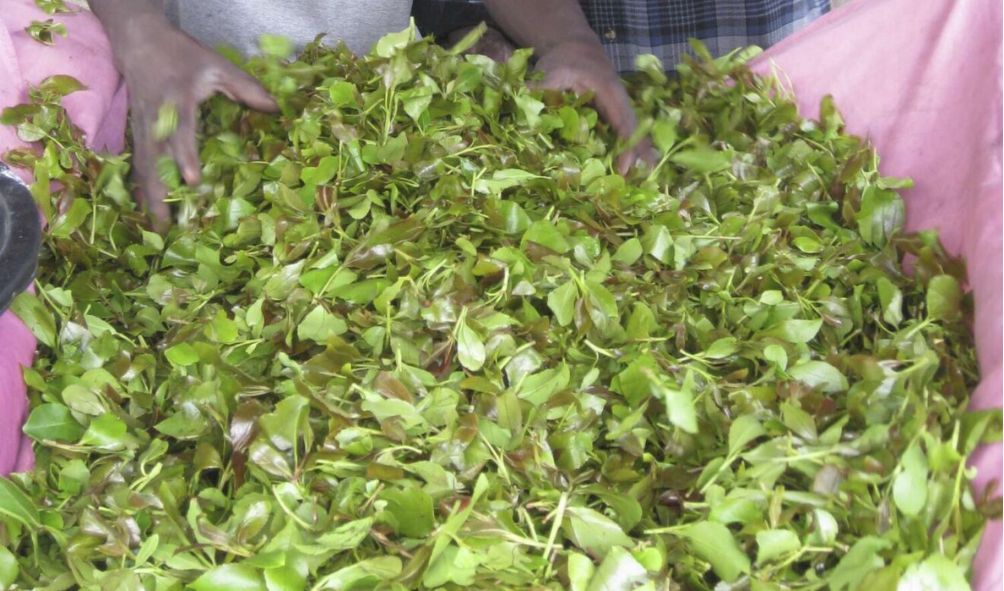 Government announces new plan to save Muguka farmers amid ban in coastal counties