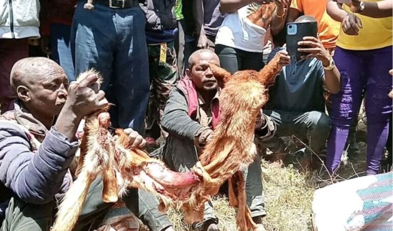 Two men arrested in Narok for using dog meat in mutura and samosas