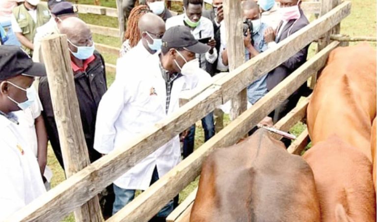 Veterinary Association distance itself from planned livestock vaccination