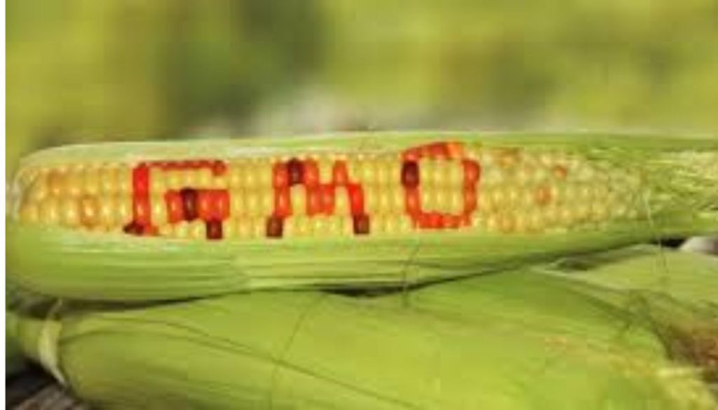 High Court issues orders to government on GMO maize ahead of planting season