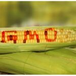 The government now wants civil society organizations (CSOs) opposing the lifting of the ban on genetically modified organisms (GMOs)