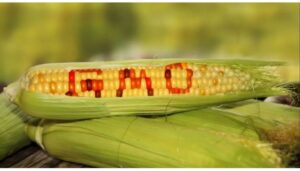 The government now wants civil society organizations (CSOs) opposing the lifting of the ban on genetically modified organisms (GMOs)