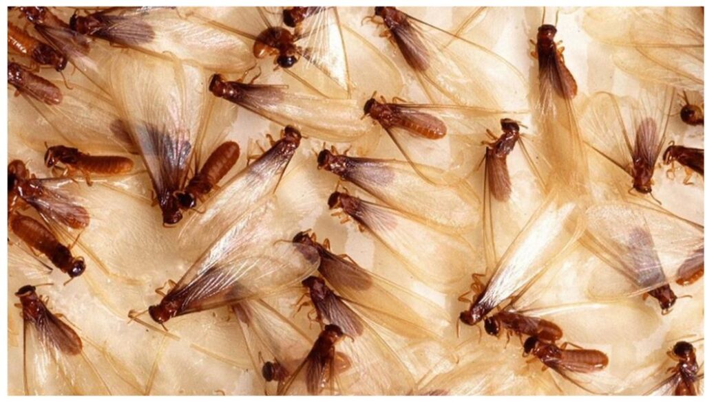 Over ten people hospitalized over food poisoning after consuming flying termites