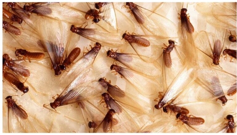 Over ten people hospitalized over food poisoning after consuming flying termites
