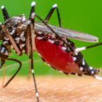 Over 25 people have been diagnosed with the Chikungunya disease in Mombasa County, even as health officials rush against time to stop the spread of the viral disease.