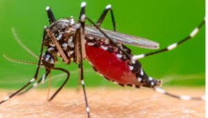 Over 25 people have been diagnosed with the Chikungunya disease in Mombasa County, even as health officials rush against time to stop the spread of the viral disease.