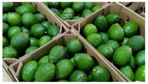 Agriculture and Food Authority (AFA) has dismissed reports suggesting a ban on the export of fresh avocados, terming them as misleading.