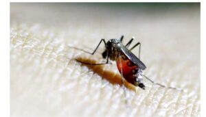 World Health Organisation (WHO) has raised alarm over the deadly mosquito-borne chikungunya virus, calling for action against the virus