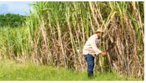 Sugarcane farmers across Kenya have received a major boost after the government announced a fresh revision of sugarcane prices.