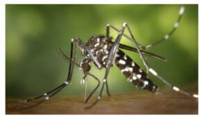 Residents of the Changwame area, Mombasa County, have been left in fear after a mysterious disease claimed the lives of at least four people in a span of one week.