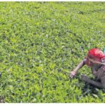 Kenya and Iran have formed a joint committee to address trade obstacles and lift the ban on Kenyan tea exports to Iran within 60 days.