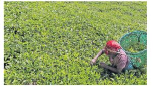 Kenya and Iran have formed a joint committee to address trade obstacles and lift the ban on Kenyan tea exports to Iran within 60 days.