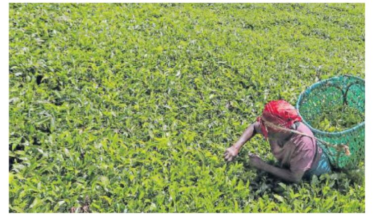 Kenya and Iran have formed a joint committee to address trade obstacles and lift the ban on Kenyan tea exports to Iran within 60 days.