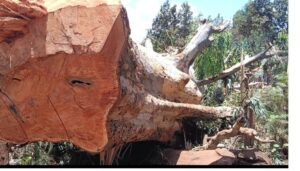 100-year-old tree cut down after tragedy claims two brothers in Kirinyaga