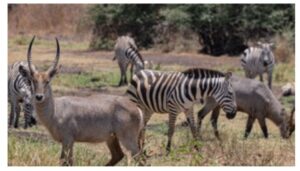 Ministry of Tourism has announced free entry into all National Parks, Reserves, and sanctuaries managed by the Kenya Wildlife Service (KWS) on Saturday, September 27, 2025.