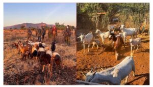 Police in Isiolo County are pursuing a group of cattle rustlers who dared to attack them during their operation to recover stolen livestock.