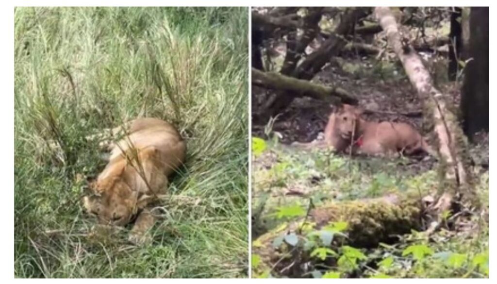 Six lions found poisoned in Maasai Mara after free park entry
