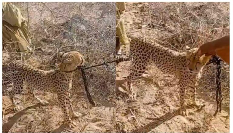 Kenya Wildlife Service (KWS) has intervened after a woman in Kursi village, Garissa County, rescued a stranded cheetah cub and raised it for nearly two years