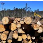 President Ruto bans furniture imports, logging ban in Mau Forest Complex.