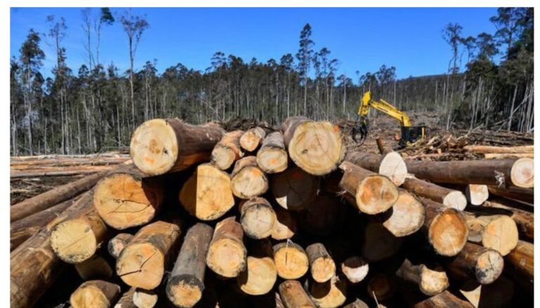 President Ruto bans furniture imports, logging ban in Mau Forest Complex.