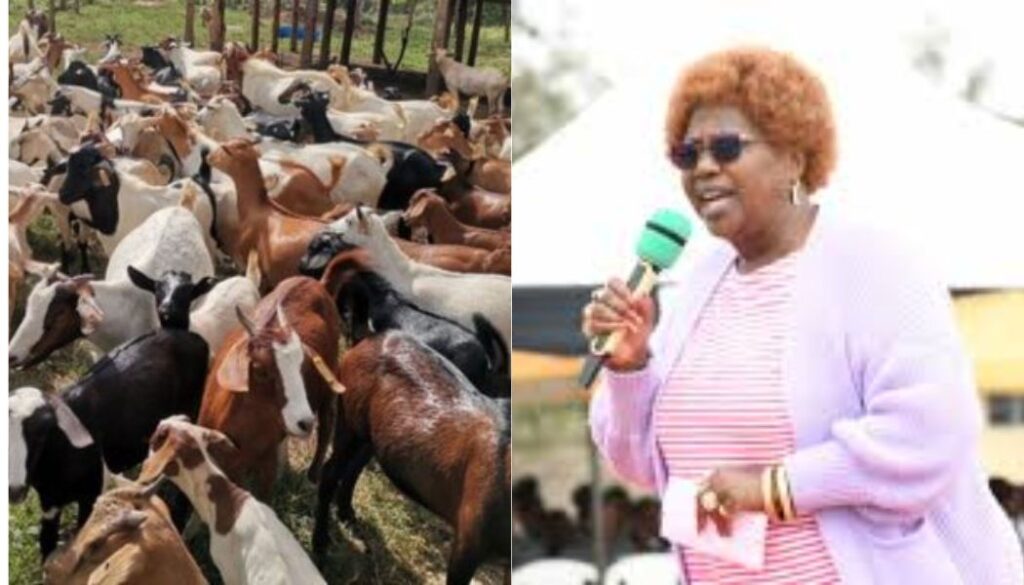 Auctioneers raid MP Jane Kihara home and seize car, goats