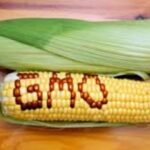 Kenya has lost Ksh.20B in five years over delayed adoption of GMO crops
