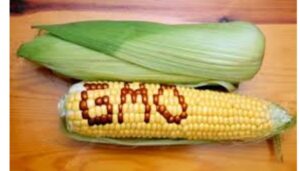 Kenya has lost Ksh.20B in five years over delayed adoption of GMO crops
