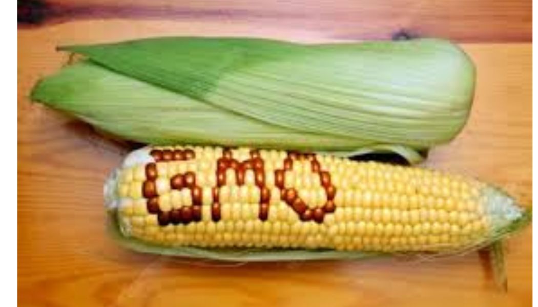 Kenya has lost Ksh.20B in five years over delayed adoption of GMO crops